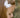 Double layer organza hair clip - White
